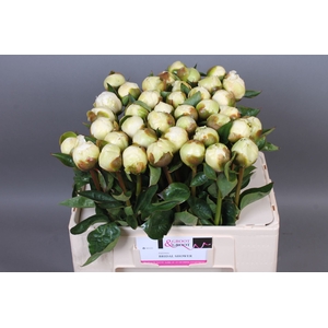 Paeonia Bridal Shower | Heavy Quality