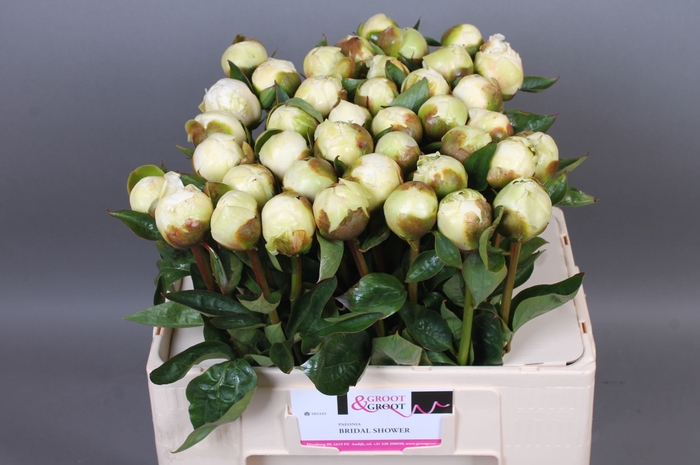 <h4>Paeonia Bridal Shower | Heavy Quality</h4>