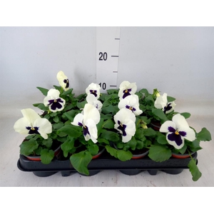 Viola wr. 'Colossus White wBlotch'