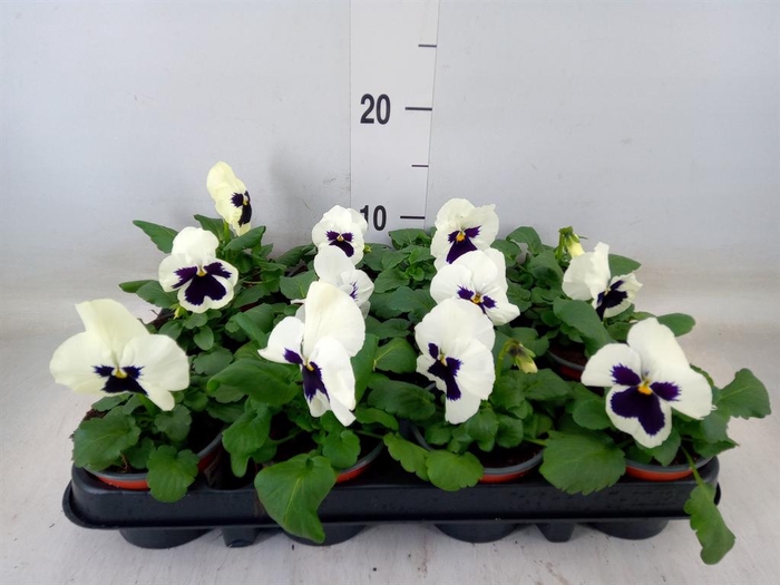 <h4>Viola wr. 'Colossus White wBlotch'</h4>