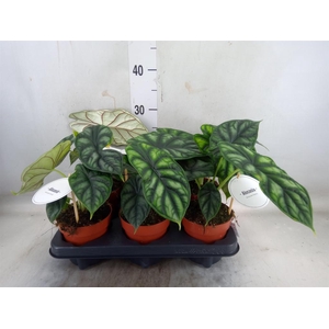 Alocasia  'Dragon Scale'