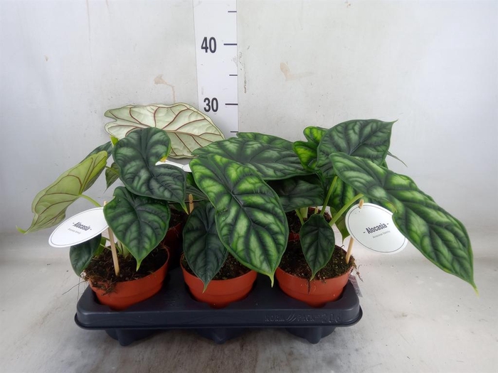 <h4>Alocasia  'Dragon Scale'</h4>