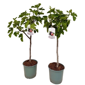 Ficus carica P21