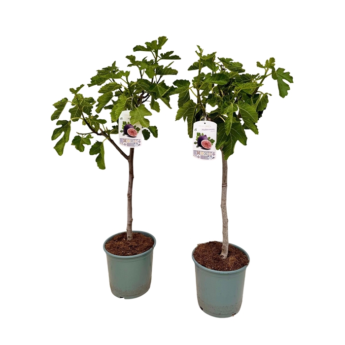<h4>Ficus carica P21</h4>