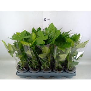 Fatsia japonica   ...