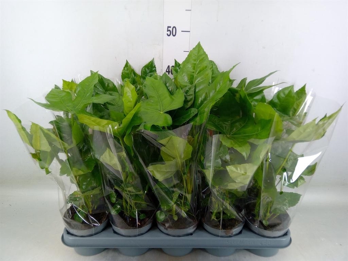 <h4>Fatsia japonica   ...</h4>