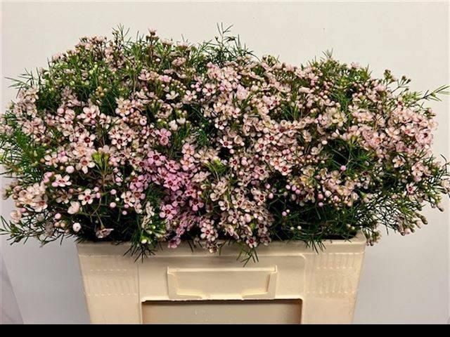 <h4>CHAME UN DORI</h4>