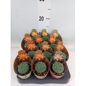 Cactus   ...