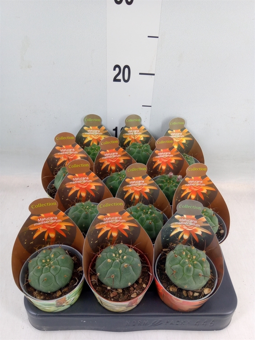 <h4>Cactus   ...</h4>