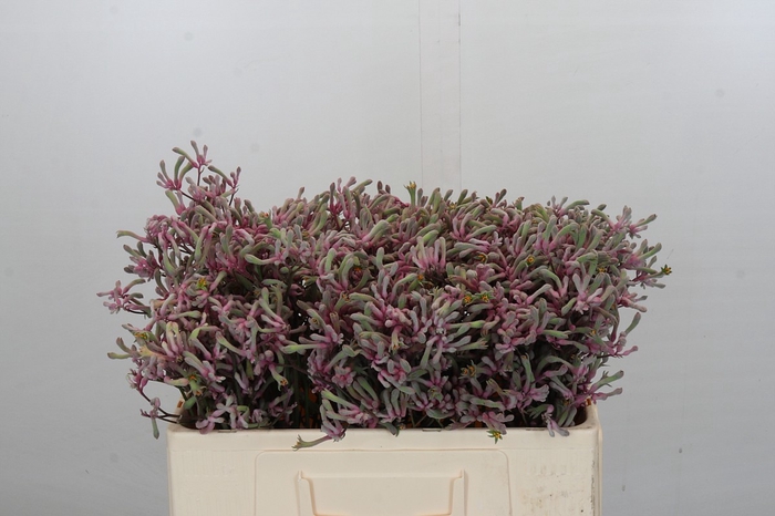 <h4>Kangaroo Paw Pink Joey</h4>