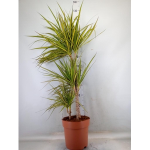 Dracaena marg. 'Sunray'