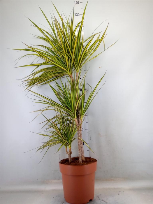 <h4>Dracaena marg. 'Sunray'</h4>