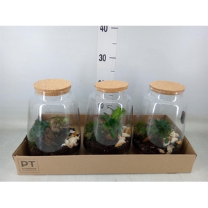 Arr.   Kamerplant Groen H%