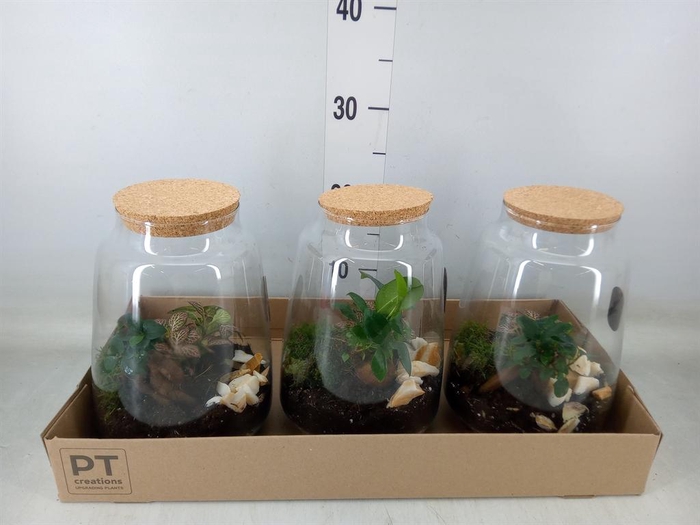 <h4>Arr.   Kamerplant Groen H%</h4>