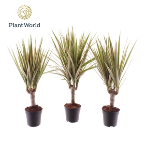Dracaena Bicolor Stam