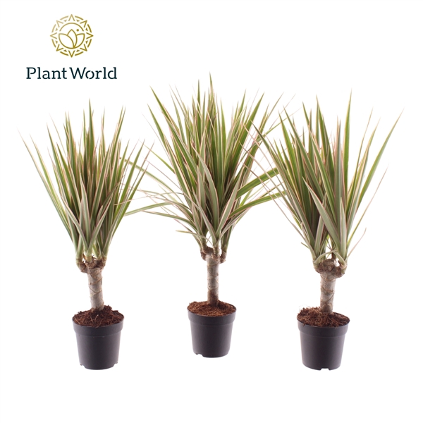 <h4>Dracaena Bicolor Stam</h4>