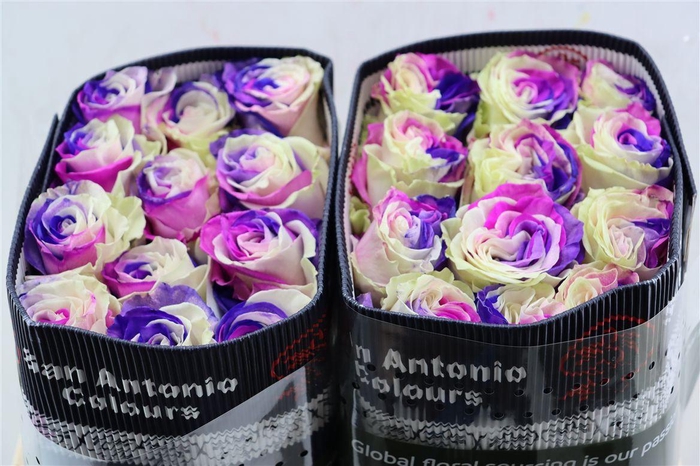 <h4>R Gr Tinted Galaxy</h4>