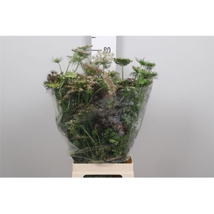 Daucus Carota Dara