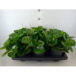 Peperomia obt. 'Green Gold'