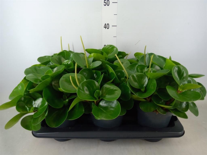 <h4>Peperomia obt. 'Green Gold'</h4>