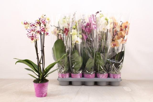 <h4>PHAL GEM 5 KL</h4>