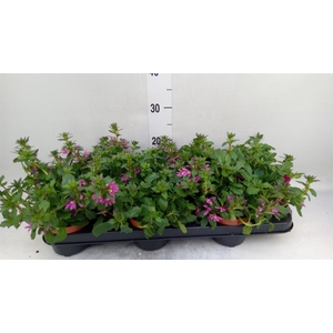Scaevola aemula 'Surdiva Pink Blue'