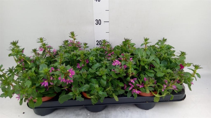<h4>Scaevola aemula 'Surdiva Pink Blue'</h4>