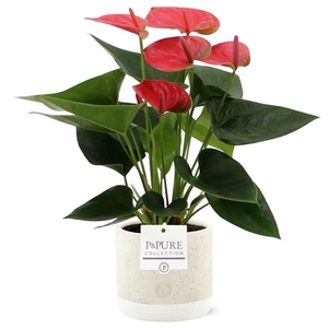 Anthurium Sweet Dream in Pure Jade ceramic