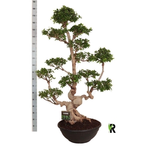 Ficus microcarpa 'Ginseng'