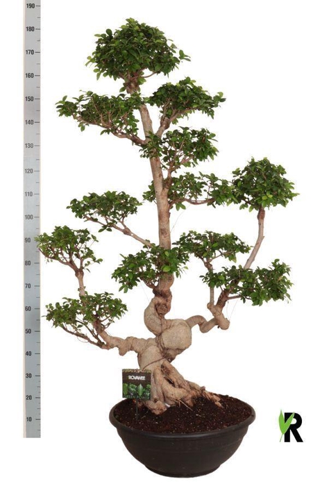 <h4>Ficus microcarpa 'Ginseng'</h4>