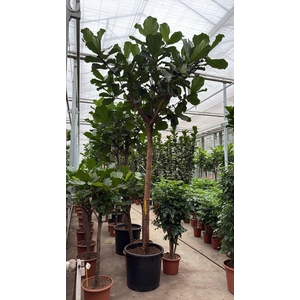 Ficus lyrata