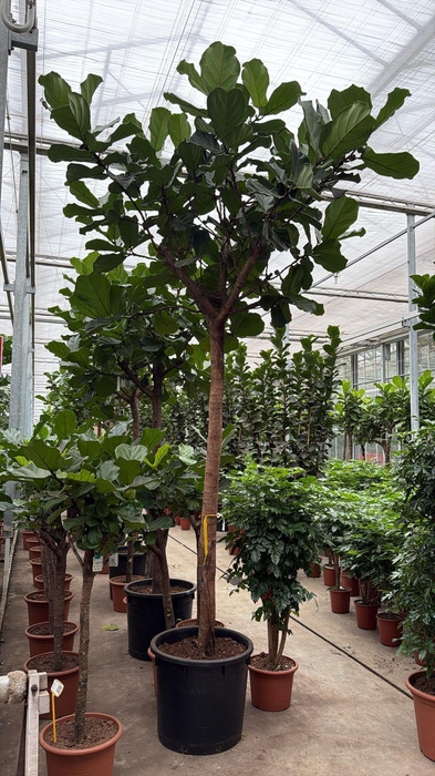 <h4>Ficus lyrata</h4>