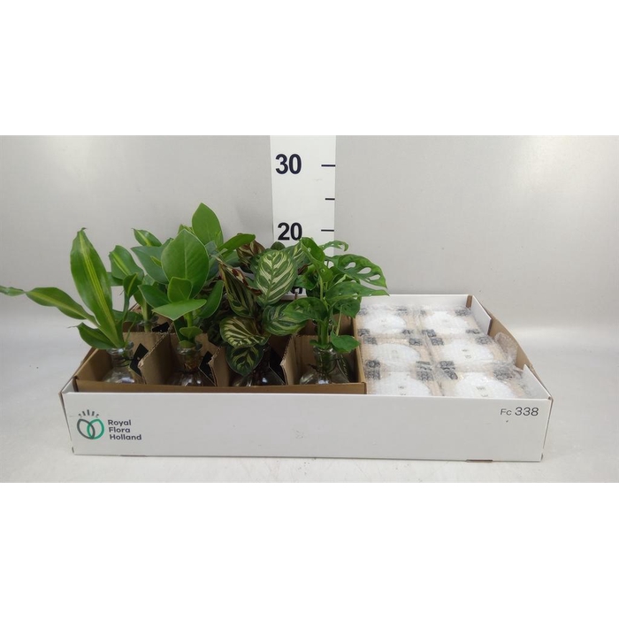 <h4>Planten  ..mix</h4>