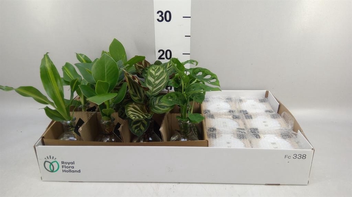 Planten  ..mix