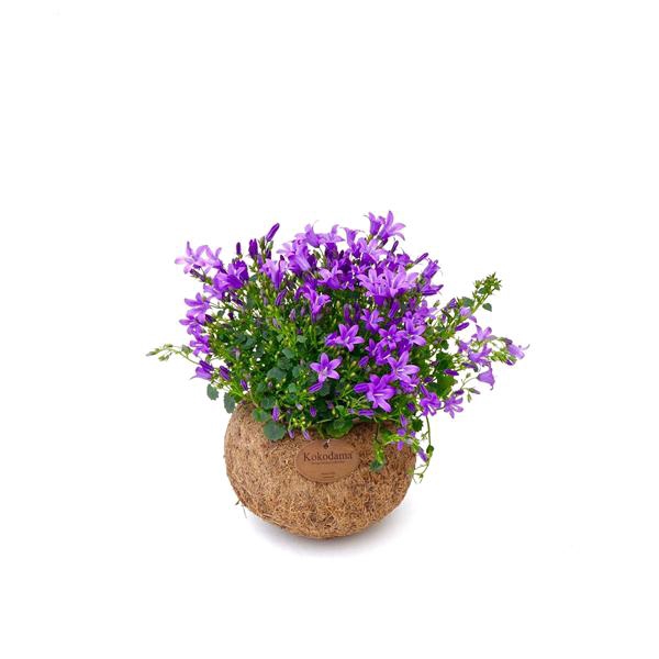 <h4>Kokodama 15 cm Campanula Ambella 'Addenda' (No String)</h4>
