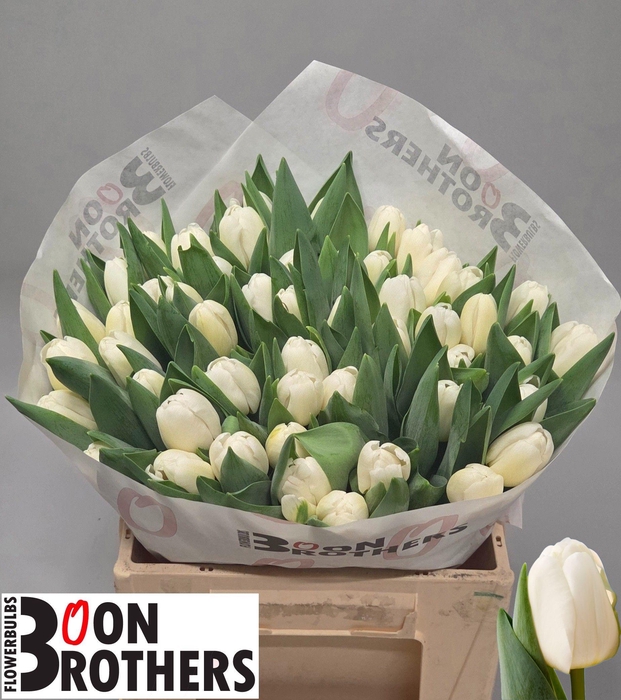 <h4>TU EN ANTARCTICA</h4>