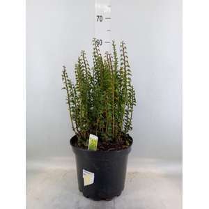 Hedera helix 'Erecta'