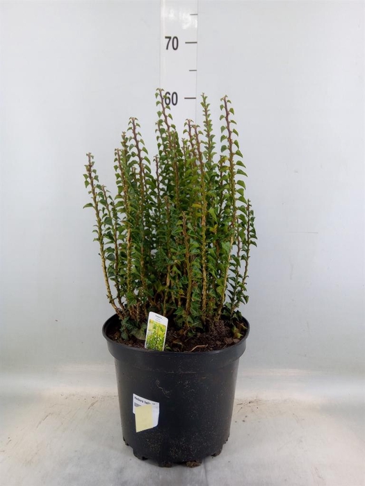 <h4>Hedera helix 'Erecta'</h4>