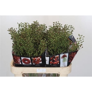 Rosa Aut Rosefruits Gr 80cm
