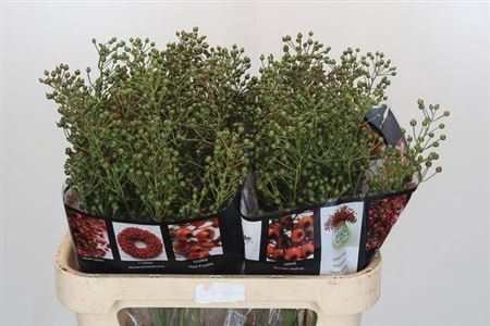 <h4>Rosa Aut Rosefruits Gr 80cm</h4>
