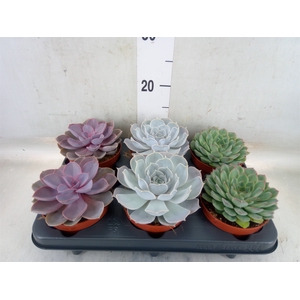 Echeveria   ...mix