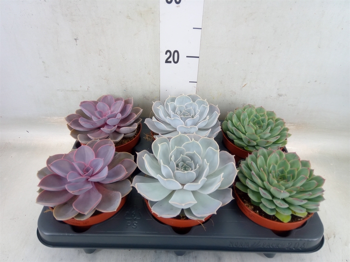 <h4>Echeveria   ...mix</h4>