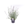 Nepeta faassenii Six Hills Giant