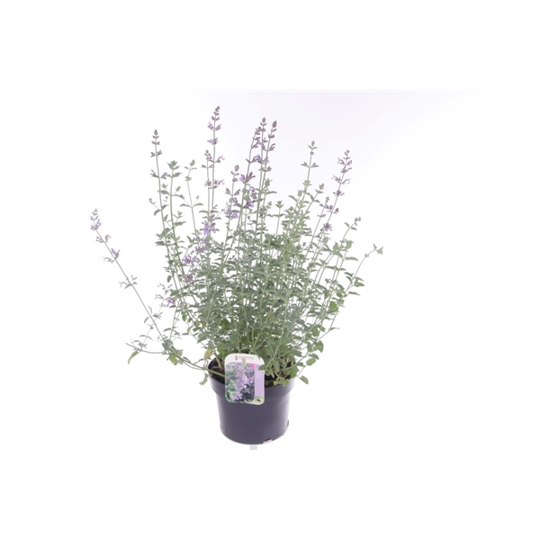 <h4>Nepeta faassenii Six Hills Giant</h4>