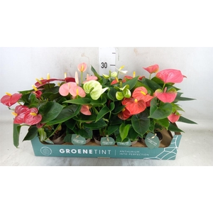 Anthurium   ...mix 4