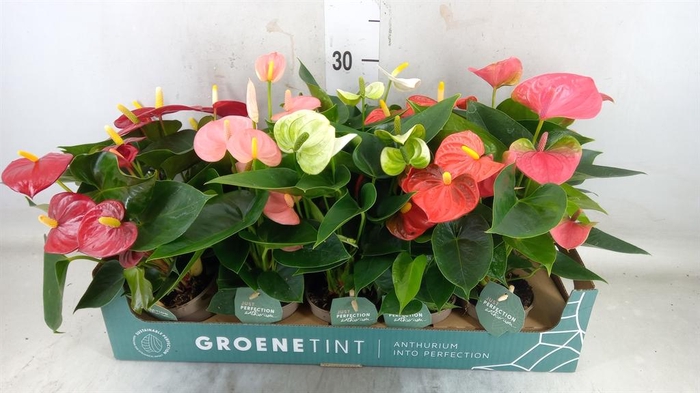 <h4>Anthurium   ...mix 4</h4>