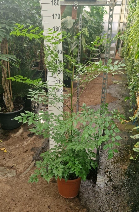 <h4>Radermachera sinica</h4>