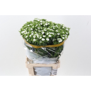 Di Barb S Will White