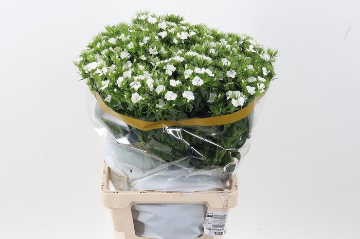 <h4>Di Barb S Will White</h4>