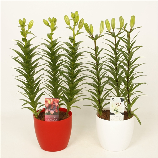 <h4>Lilium aziatenmix rode en witte kunststof ompot 14 cm (az. lelie)</h4>